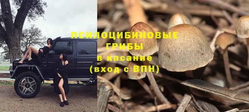 Псилоцибиновые грибы Psilocybe  Краснообск 